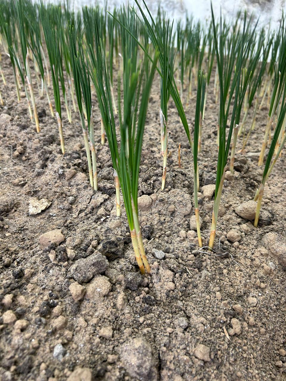 Kashmiri Saffron Farm 4